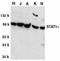 Signal transducer and activator of transcription 1 antibody, ADI-KAP-TF001-E, Enzo Life Sciences, Western Blot image 