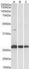 Dual Specificity Phosphatase 6 antibody, LS-C186484, Lifespan Biosciences, Western Blot image 