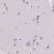 SHC Binding And Spindle Associated 1 Like antibody, NBP2-39034, Novus Biologicals, Immunohistochemistry paraffin image 