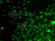 Interacts With SUPT6H, CTD Assembly Factor 1 antibody, A7375, ABclonal Technology, Immunofluorescence image 