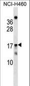 Mitochondrial Ribosomal Protein S11 antibody, LS-C158307, Lifespan Biosciences, Western Blot image 