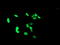 PHD Finger Protein 7 antibody, M13454, Boster Biological Technology, Immunofluorescence image 