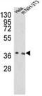 N-glycosylase/DNA lyase antibody, AP17606PU-N, Origene, Western Blot image 