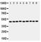 E2F2 antibody, PA5-79179, Invitrogen Antibodies, Western Blot image 