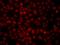 C-Terminal Binding Protein 1 antibody, orb256481, Biorbyt, Immunofluorescence image 