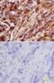 Baculoviral IAP repeat-containing protein 3 antibody, MAB817, R&D Systems, Immunohistochemistry frozen image 