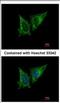 Mitochondrial Ribosomal Protein S23 antibody, NBP2-19410, Novus Biologicals, Immunocytochemistry image 