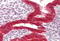DExD/H-Box Helicase 58 antibody, MBS243664, MyBioSource, Immunohistochemistry paraffin image 