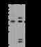 Homeobox protein OTX1 antibody, 201683-T32, Sino Biological, Western Blot image 