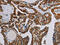 NADH dehydrogenase [ubiquinone] iron-sulfur protein 3, mitochondrial antibody, CSB-PA197280, Cusabio, Immunohistochemistry frozen image 