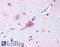 Frizzled Class Receptor 9 antibody, LS-A5118, Lifespan Biosciences, Immunohistochemistry paraffin image 