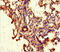 ATP Binding Cassette Subfamily G Member 8 antibody, CSB-PA875651LA01HU, Cusabio, Immunohistochemistry frozen image 