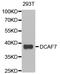 DDB1- and CUL4-associated factor 7 antibody, A6787, ABclonal Technology, Western Blot image 