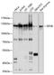 hPrt1 antibody, GTX64714, GeneTex, Western Blot image 
