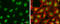 Craniofacial Development Protein 1 antibody, GTX630190, GeneTex, Immunofluorescence image 