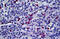 ED2-like antigen antibody, MBS246615, MyBioSource, Immunohistochemistry frozen image 