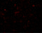 Secernin 3 antibody, 5853, ProSci Inc, Immunofluorescence image 