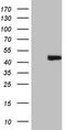 Aminomethyltransferase antibody, TA807661S, Origene, Western Blot image 