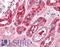 Midline 2 antibody, LS-B2277, Lifespan Biosciences, Immunohistochemistry frozen image 
