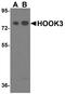 Hook Microtubule Tethering Protein 3 antibody, A07701, Boster Biological Technology, Western Blot image 