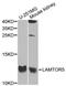 Late Endosomal/Lysosomal Adaptor, MAPK And MTOR Activator 5 antibody, A2606, ABclonal Technology, Western Blot image 