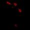 LIM Zinc Finger Domain Containing 1 antibody, abx141850, Abbexa, Western Blot image 