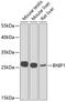 BCL2 Interacting Protein 1 antibody, GTX32475, GeneTex, Western Blot image 
