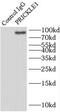 PRICKLE1 antibody, FNab06774, FineTest, Immunoprecipitation image 