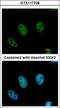 Chromodomain Y Like antibody, GTX117708, GeneTex, Immunofluorescence image 