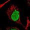 Radial Spoke Head Component 4A antibody, HPA031196, Atlas Antibodies, Immunofluorescence image 