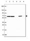 EWS RNA Binding Protein 1 antibody, HPA062953, Atlas Antibodies, Western Blot image 