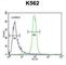 Kelch repeat and BTB domain-containing protein 5 antibody, abx025711, Abbexa, Western Blot image 