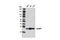 RAN Binding Protein 1 antibody, 8780S, Cell Signaling Technology, Western Blot image 