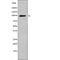 Leptin Receptor antibody, abx216550, Abbexa, Western Blot image 