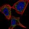 PLXNC1 antibody, NBP2-57282, Novus Biologicals, Immunofluorescence image 