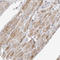 Solute Carrier Family 25 Member 26 antibody, HPA026887, Atlas Antibodies, Immunohistochemistry paraffin image 