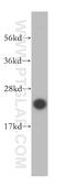 Ubiquitin Conjugating Enzyme E2 S antibody, 14115-1-AP, Proteintech Group, Western Blot image 