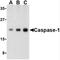 Caspase 1 antibody, SP2146P, Origene, Western Blot image 