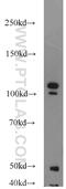 Nucleolin antibody, 10556-1-AP, Proteintech Group, Western Blot image 