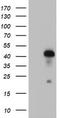Ring Finger Protein 113B antibody, TA504118, Origene, Western Blot image 