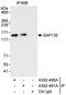 Splicing Factor 3b Subunit 3 antibody, A302-491A, Bethyl Labs, Immunoprecipitation image 
