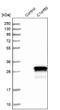 Chromosome 1 Open Reading Frame 50 antibody, NBP1-81053, Novus Biologicals, Western Blot image 