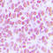 Jun Proto-Oncogene, AP-1 Transcription Factor Subunit antibody, LS-C352424, Lifespan Biosciences, Immunohistochemistry paraffin image 