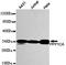 Protein Phosphatase 1 Catalytic Subunit Alpha antibody, MBS9400500, MyBioSource, Western Blot image 