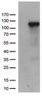 Complement C6 antibody, TA812711S, Origene, Western Blot image 