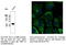 Caveolin 1 antibody, AB0055-200, SICGEN, Immunofluorescence image 
