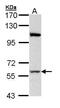 Replication Protein A1 antibody, PA5-29616, Invitrogen Antibodies, Western Blot image 