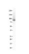 Integrin beta-8 antibody, NBP1-59269, Novus Biologicals, Immunohistochemistry frozen image 