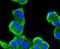 Mitogen-Activated Protein Kinase Kinase 5 antibody, NBP2-67763, Novus Biologicals, Immunocytochemistry image 