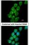 Protein Regulator Of Cytokinesis 1 antibody, PA5-30296, Invitrogen Antibodies, Immunofluorescence image 